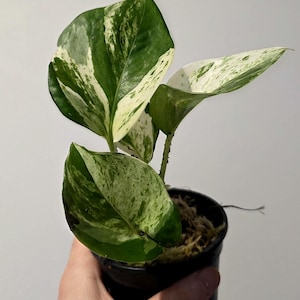 Pothos Manjula Houseplant S | M | L