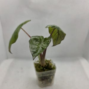 Baby Alocasia Yucatan Princess roze stelen zeldzame aroid