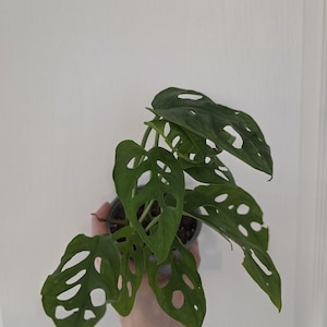 Monstera Adansonii 'Monkey Mask' di medie dimensioni / Pianta da interno tropicale / Vite svizzera