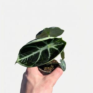 Alocasia Ninja Baby, petite plante d'intérieur | PLANTE EXACTE