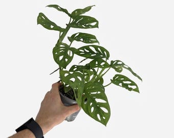 Mittelgroße Monstera Adansonii 'Monkey Mask' | Fensterblatt | Tropische Zimmerpflanze | EXAKTE PFLANZE