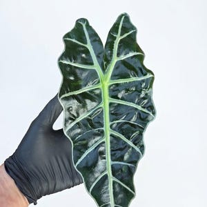 Peut inclure: Une feuille unique d'Alocasia Amazonica présentant une surface vert foncé brillante et profonde avec des nervures argentées et blanches proéminentes. La feuille a une forme de pointe de flèche distincte avec des bords ondulés.