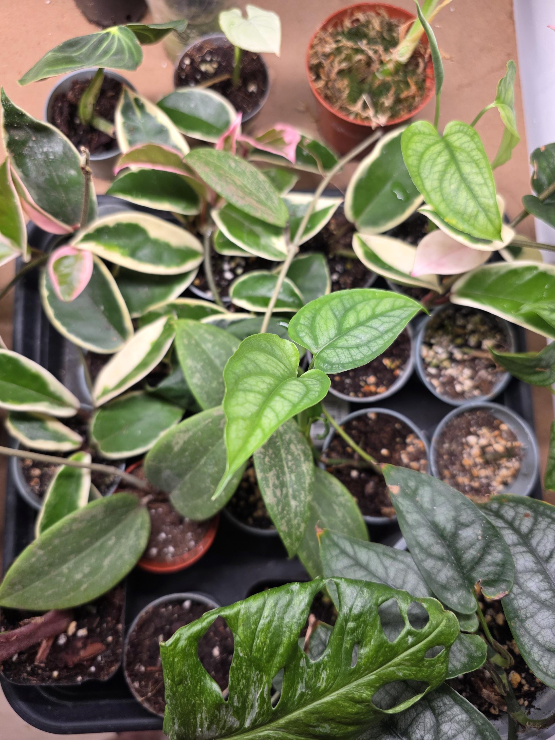 philodendron polypodioides vs tortum Philodendron polypodioides