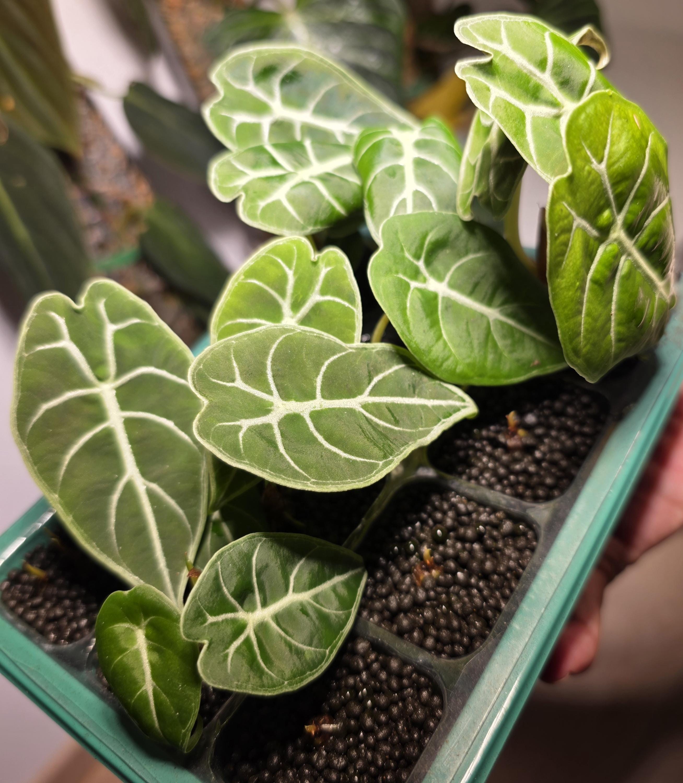 Alocasia watsoniana - Etsy 日本