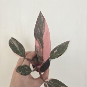Philodendron Pink Princess Pink Variegation Rara pianta da interno