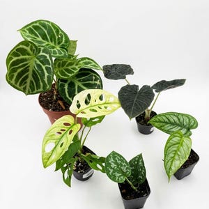 Op de afbeelding: Een verzameling van vijf kamerplanten in pot, waaronder een grote groene plant met witte nerven, een bonte Monstera met gele en groene gatenbladeren, een donkere fluweelachtige plant, een zilverkleurige plant en een lichtgroene plant.
