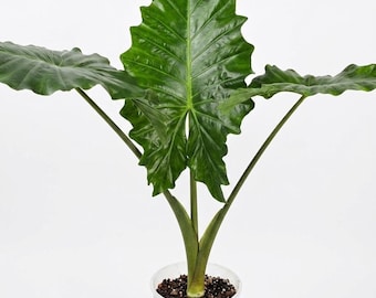 Alocasia Portodora Houseplant | Alocasia Corms/Bulbilles/Rhizomes