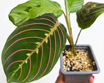 Maranta Lecuconeura Fascinator Tricolor Prayer Plant, planta de interior con rayas rojas, planta viva en maceta, regalo.