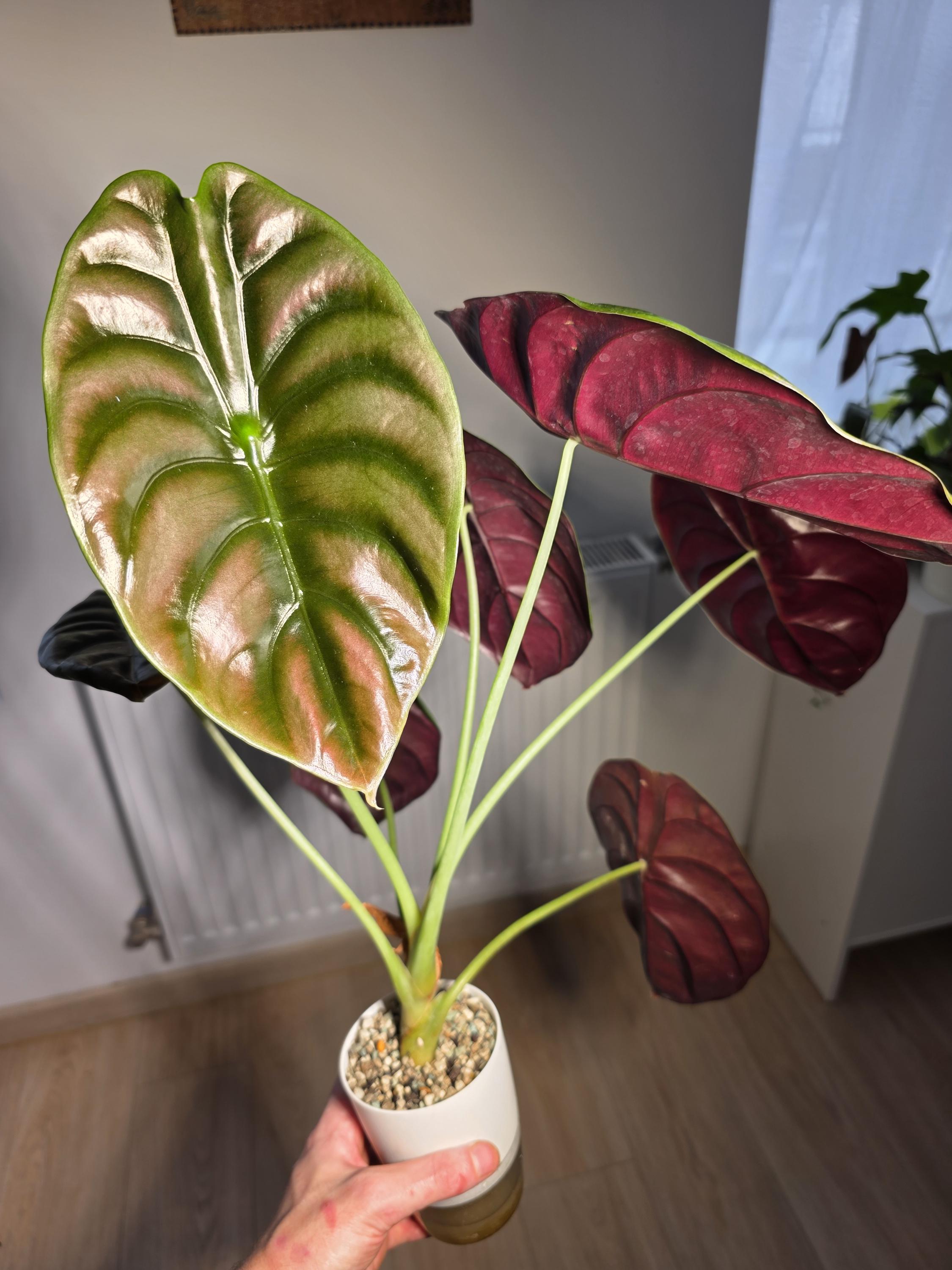 Alocasia watsoniana - Etsy 日本