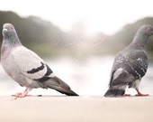 pigeon love photograph fine art photo nature white grey gray cream wall art home decor birds