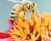 bee photograph close up macro spring garden fine art pink yellow blue wall decor photo