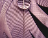 feather photograph pearl water drop photo fine art photography wall decor vintage color purple