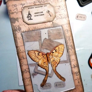Diapositives imprimables de spécimens de journaux indésirables, cartes de spécimens de papillons de nuit capturés. Éphémères. Scrapbook de junk journal. Science