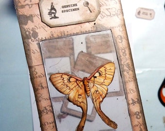 Printable Moth Specimen Cards, Vintage Ephemera (Digital Download)