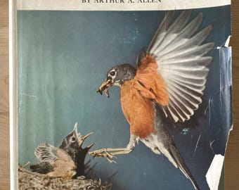 Stalking birds with a color camera