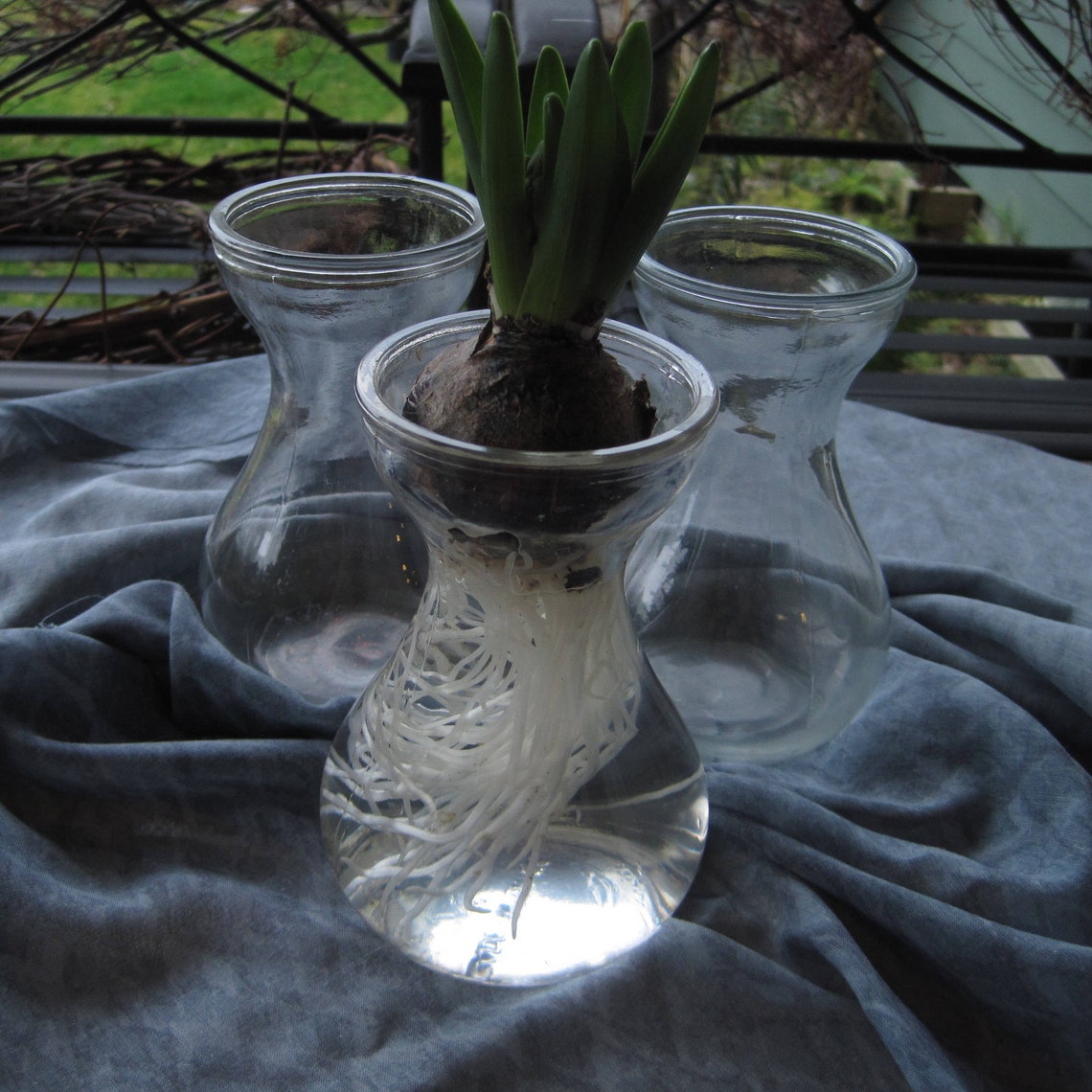 Basic Bulb Forcing Vase Set Hyacinth Bulb Vase Etsy