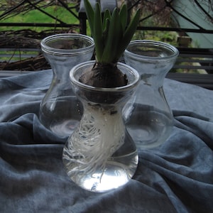 Basic Bulb Forcing Vase Sets, Hyacinth Bulb Vase Set
