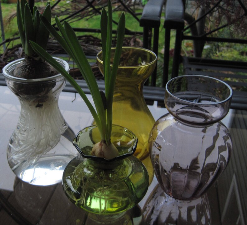 Basic Bulb Forcing Vase Set Hyacinth Bulb Vase Etsy