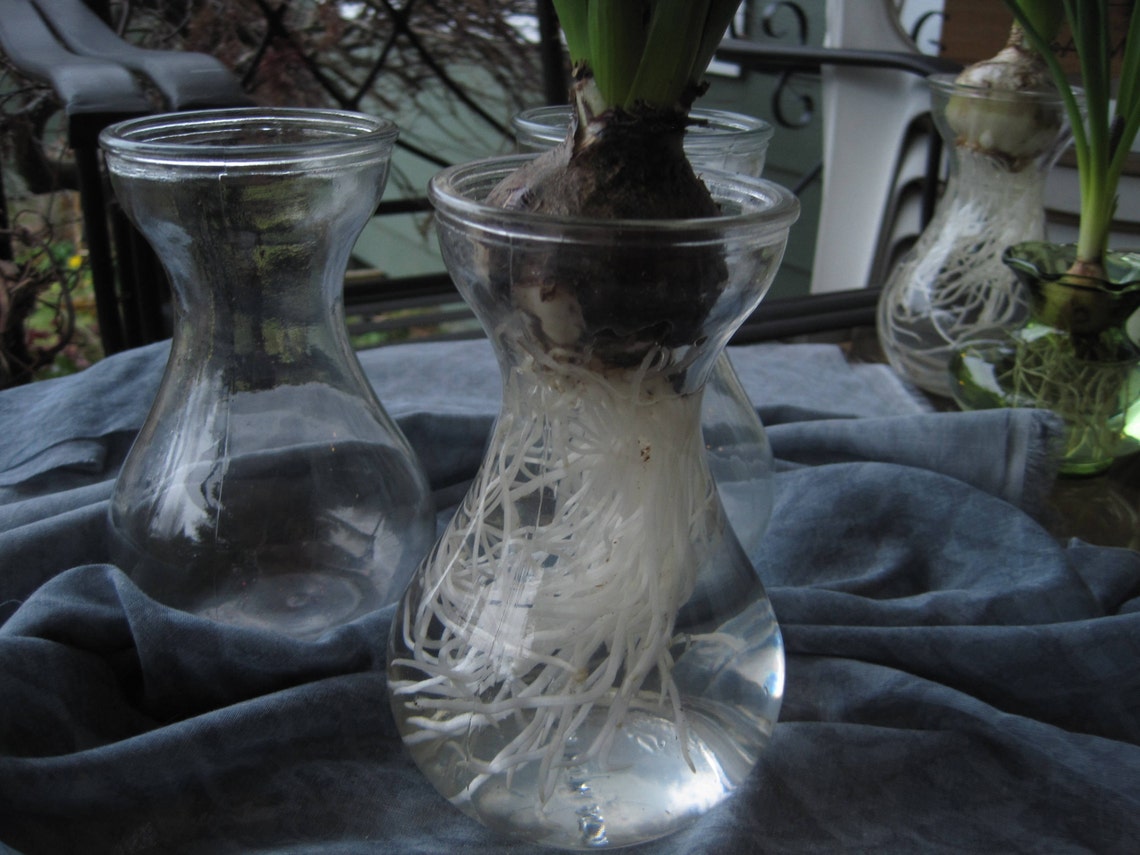 Basic Bulb Forcing Vase Set Hyacinth Bulb Vase Etsy