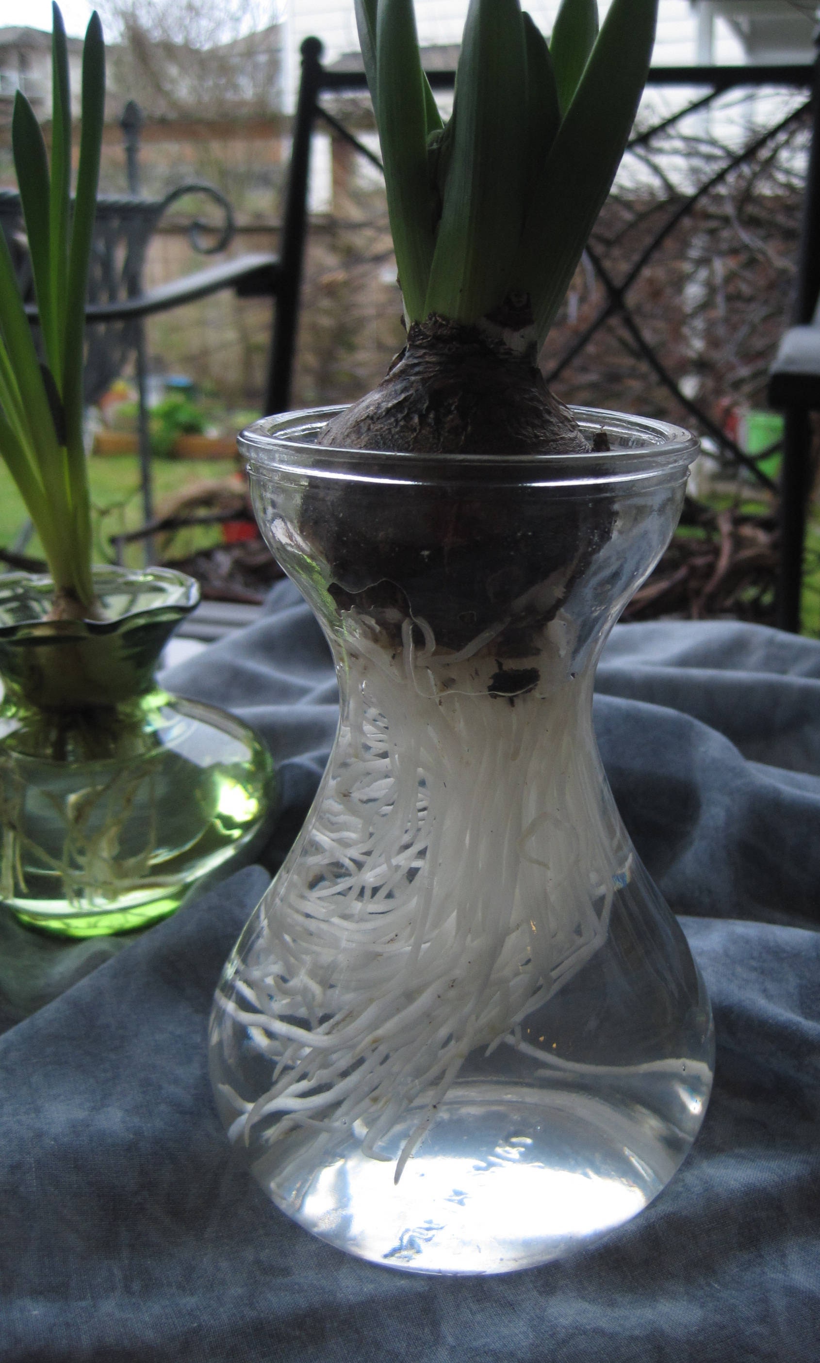 Basic Bulb Forcing Vase Set Hyacinth Bulb Vase Etsy