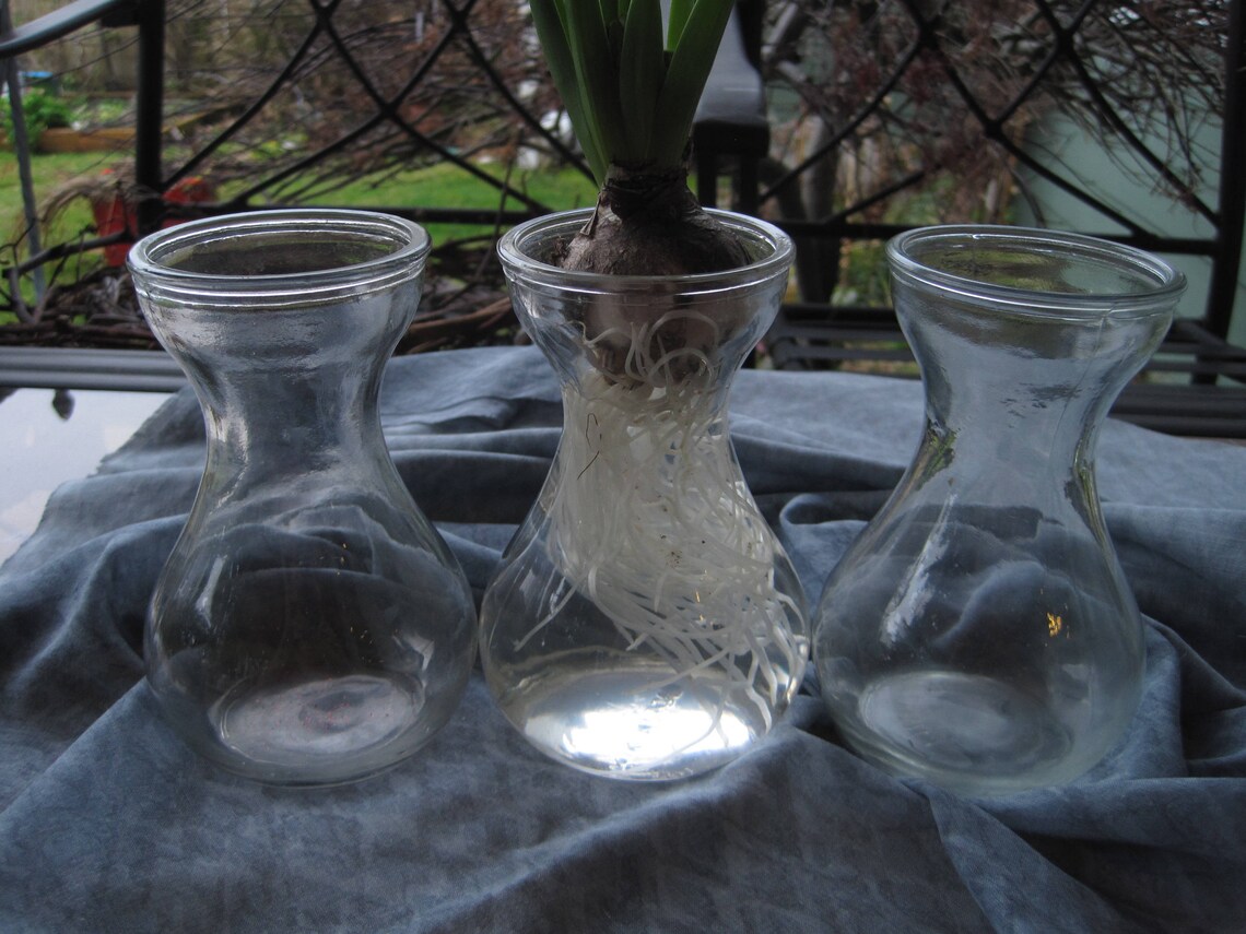 Basic Bulb Forcing Vase Set Hyacinth Bulb Vase Etsy