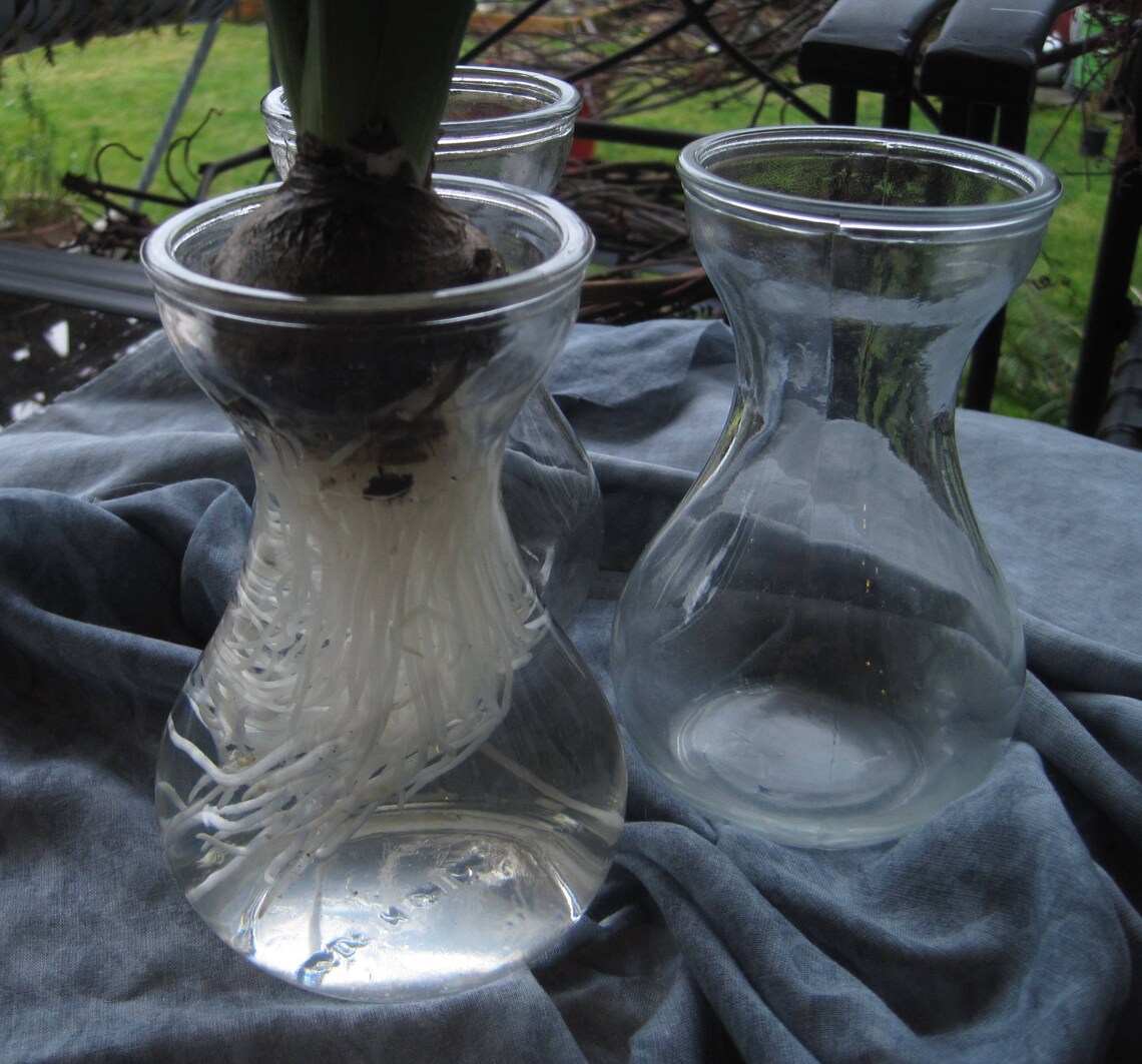 Basic Bulb Forcing Vase Set Hyacinth Bulb Vase Etsy
