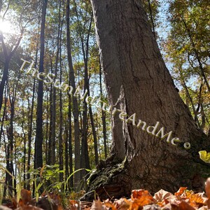 May include: A low-angle shot of a forest scene with a large tree trunk in the foreground. The ground is covered in fallen orange and brown leaves. Tall trees reach towards the sky, with sunlight filtering through the branches. The text "TheSunNatureAndMe" is visible.