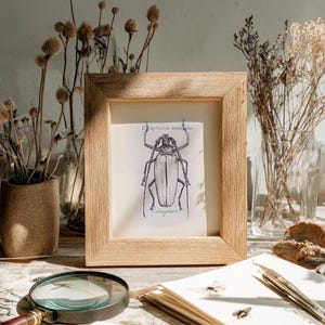 Peut inclure: Illustration encadrée d'un insecte avec les inscriptions "Eupheicomus armatus" et "Coleoptera". L'œuvre est dans un cadre en bois clair, exposée sur une table avec des fleurs séchées, une loupe et d'autres objets vintage. L'esthétique générale est vintage et botanique.