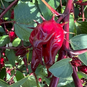 May include: Close-up of a vibrant red hibiscus flower with spiky protrusions, surrounded by green leaves and dark red stems. The flower has a glossy texture, and the image captures the details of the plant's structure.
