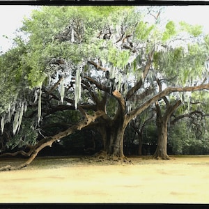 Photograph, Print Painted, New Orleans, Louisiana wildlife, Audubon Oak, Tree photograph, hand painted black and white photograph, matted