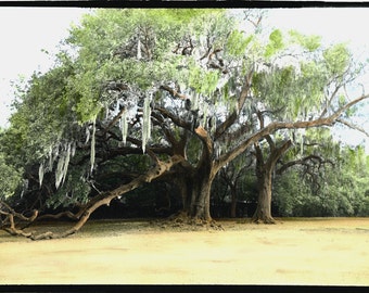 Audubon Oak Tree Print: Hand-Painted New Orleans Photograph
