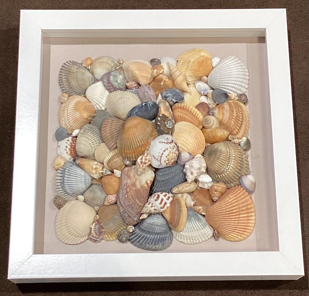 Framed Sea Shell Art Work - Etsy