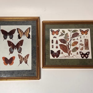 Nice pair of vintage Butterfly Illustrations in matching frames!