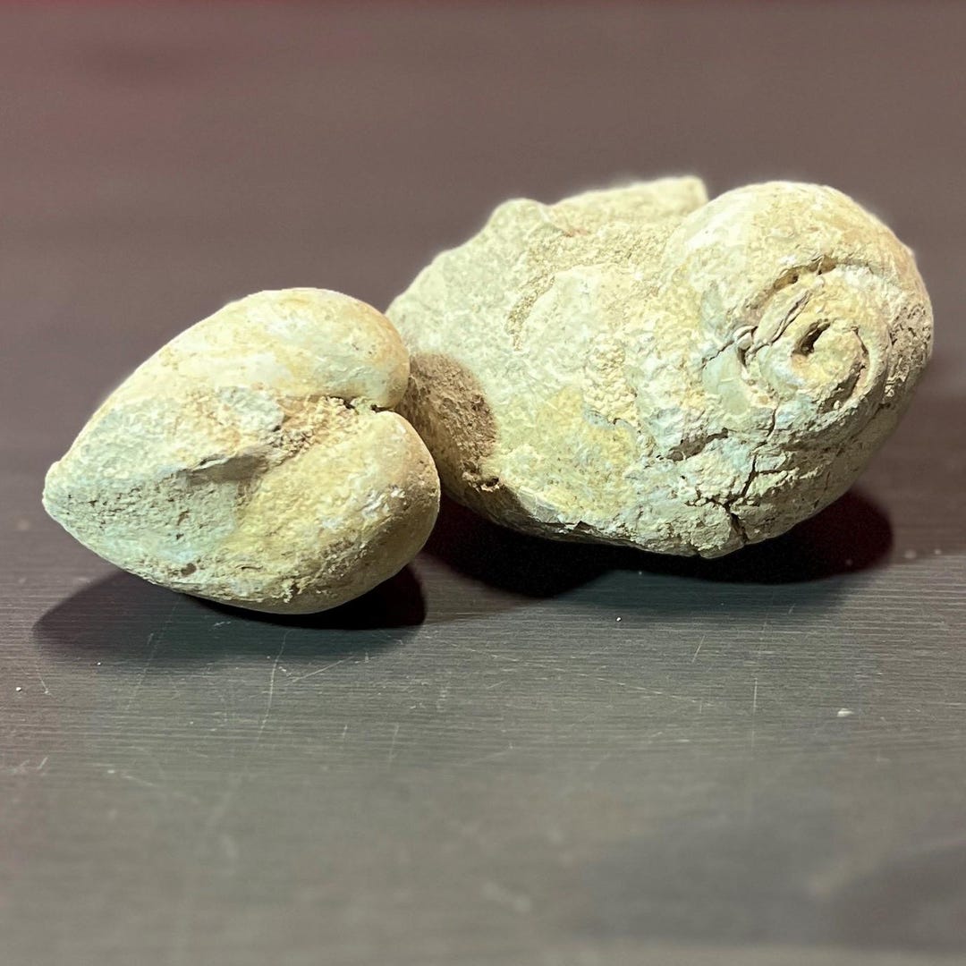Ancient Fossil Shells - Etsy