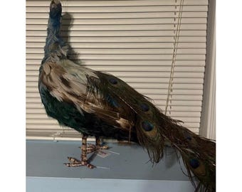 Wunderschöner Pfau Gefüllt stehend