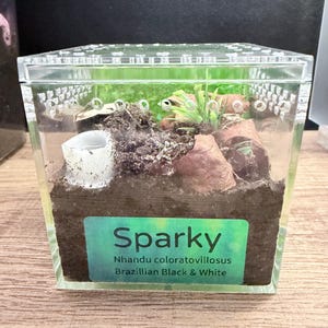 Active inhabitant of a 3” cube, Sparky