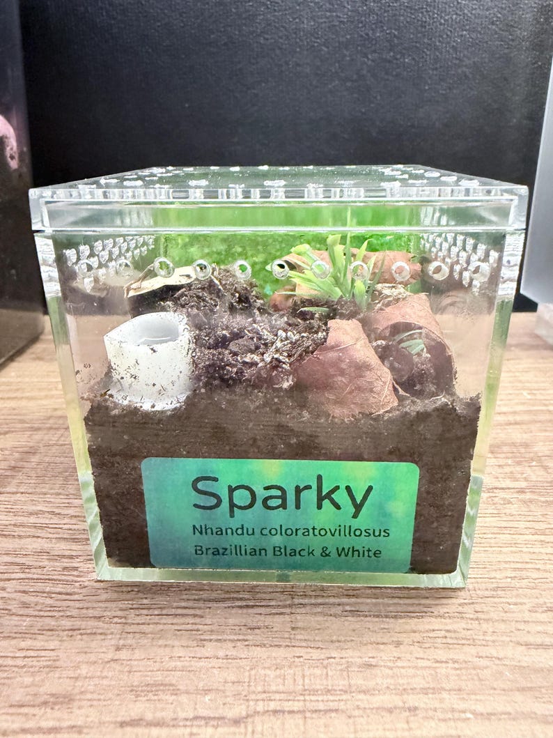 Active inhabitant of a 3” cube, Sparky
