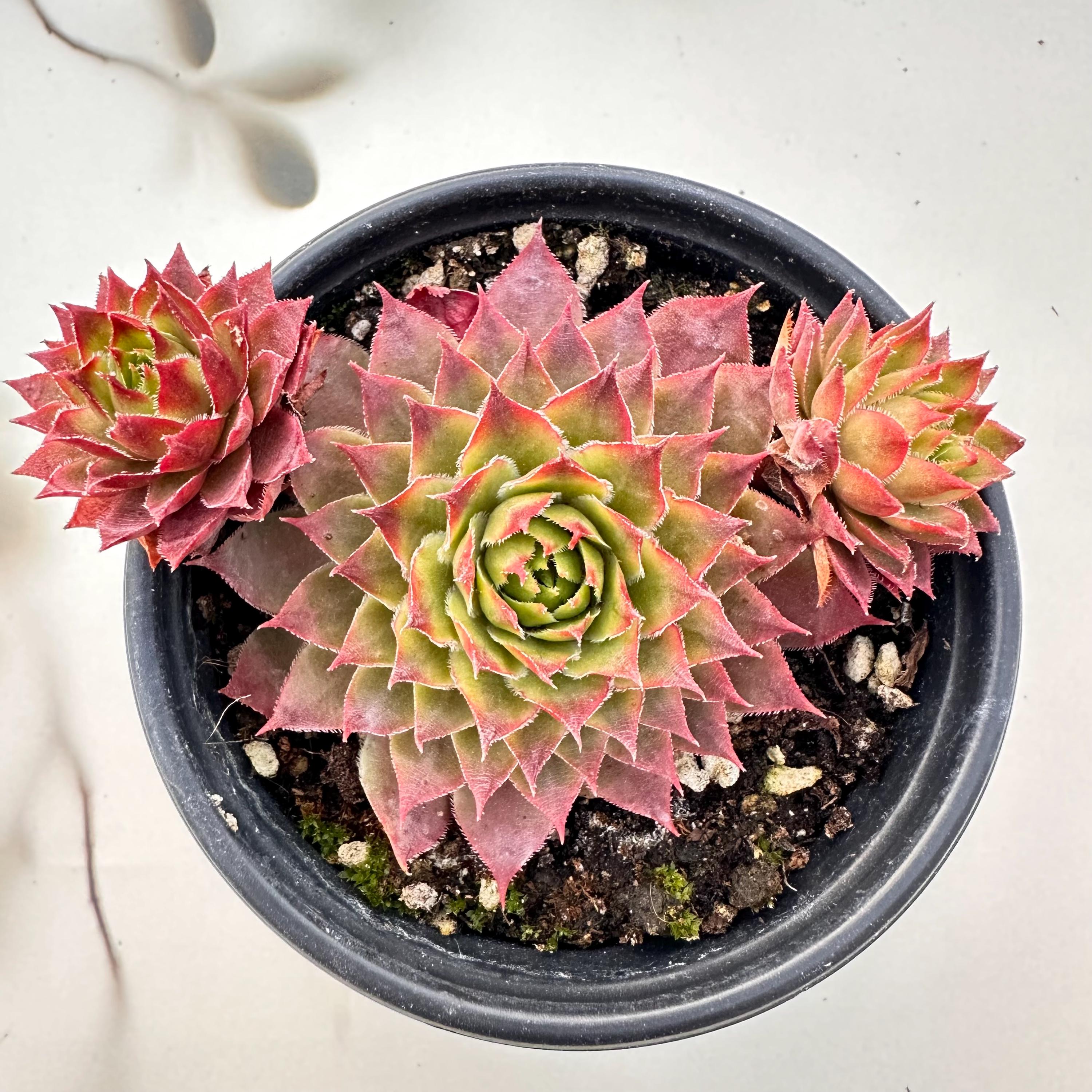 Adamina - Etsy 日本