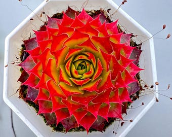 Sempervivum vivant 'Gold Nugget' de 2,8 po., plantes succulentes rares et colorées, résistantes et faciles d'entretien