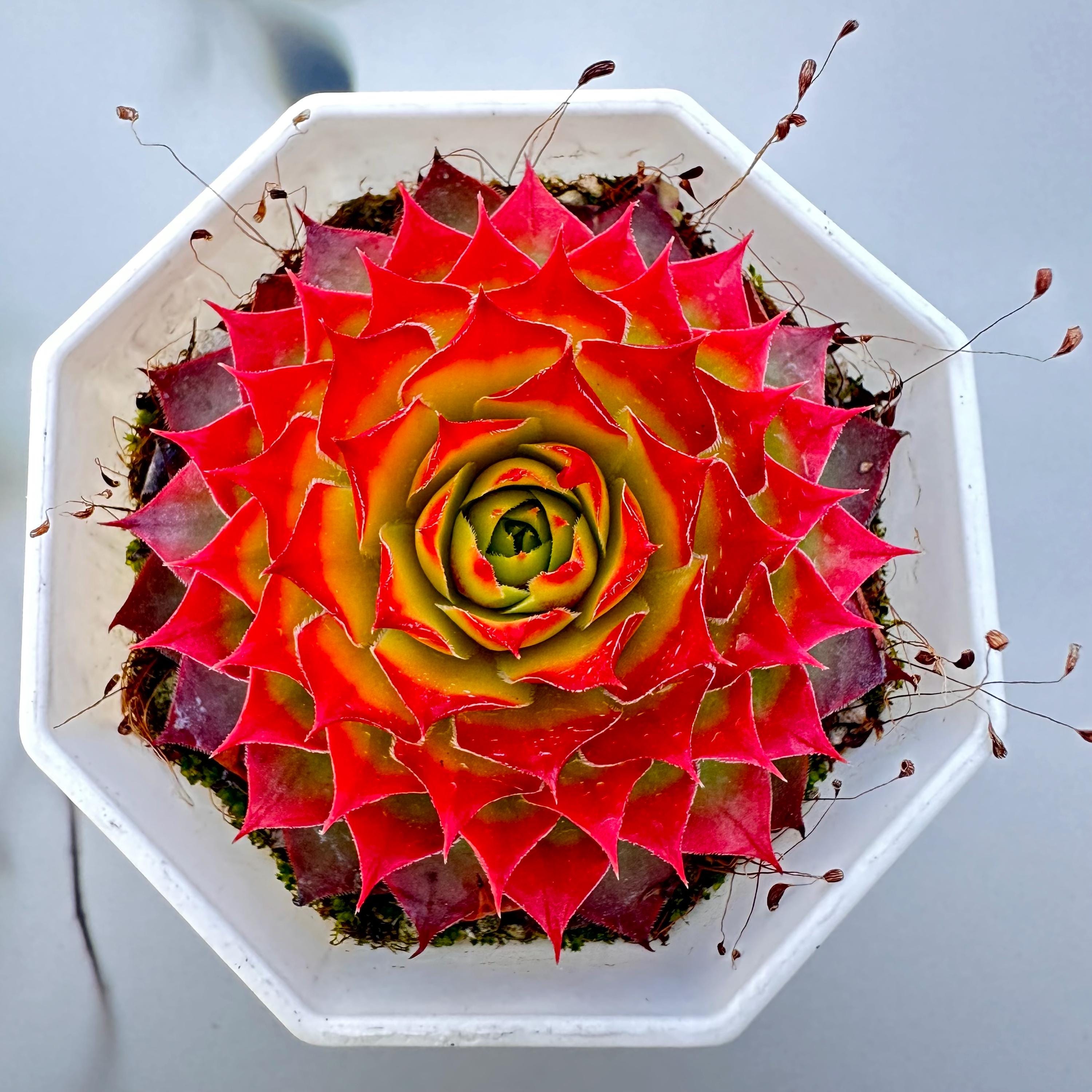 Hen and chicks succulent seeds - Etsy 日本
