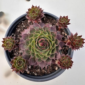 May include: A potted succulent plant with a central rosette of green and burgundy leaves, surrounded by smaller rosettes. The plant is in a dark gray plastic pot, set against a white background. The succulent's leaves have a textured appearance.