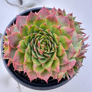 以下が含まれることがあります： 黒い鉢植えの多肉植物の真上からの写真。植物は、緑と赤の色合いの、ぎっしりと詰まった尖った葉を持っています。多肉植物は中央に配置され、その対称的でバラの形をした形を強調しています。