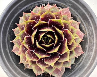 Sempervivum 'Sangre de Invierno' de 8,9 cm: suculentas raras, coloridas, resistentes y de fácil cuidado.