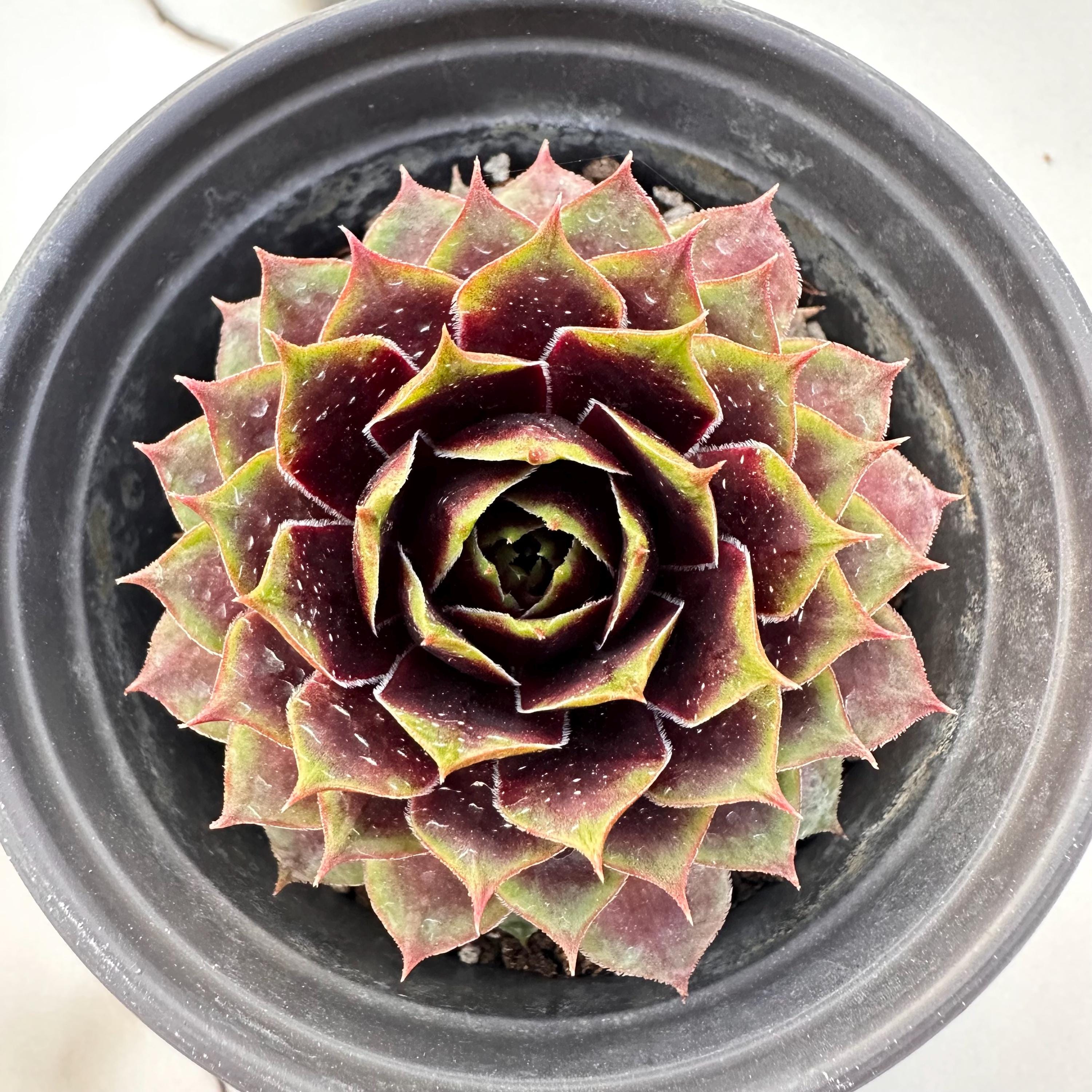 Sempervivum chick charms - Etsy 日本