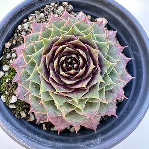 May include: A close-up of a succulent plant in a dark gray pot. The plant has green, purple, and red leaves arranged in a spiral pattern. The pot is filled with small rocks and soil, and the plant is centered in the frame.