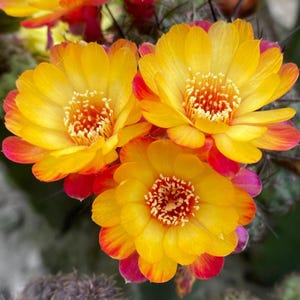Puede incluir: Tres vibrantes flores de cactus en plena floración, con pétalos superpuestos que transicionan de un centro amarillo brillante a puntas de color naranja intenso y rosa rojizo. Las flores presentan numerosos estambres delicados en el centro, sobre una base de cactus espinosa.