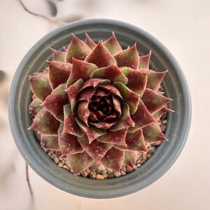 Sempervivum chick charms - Etsy 日本