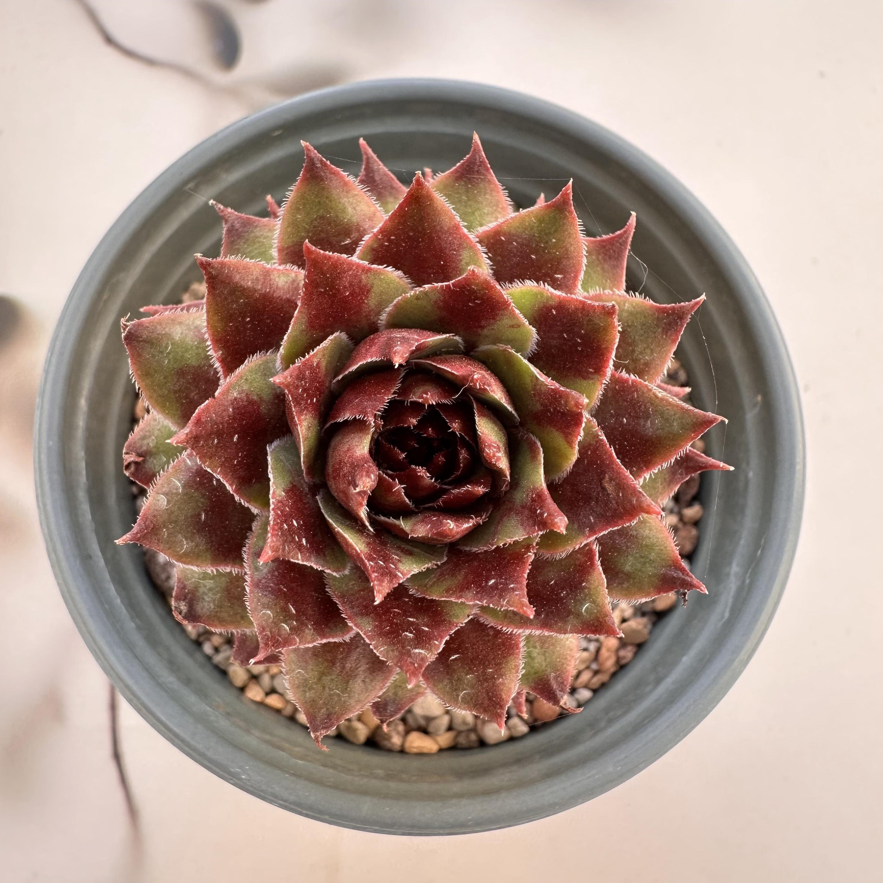 Sempervivum chick charms - Etsy 日本