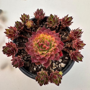 May include: A potted succulent plant with a central rosette of red, yellow, and green leaves, surrounded by smaller offshoots. The plant is in a black plastic pot, and the soil is visible.