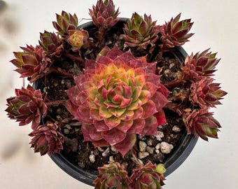 Sempervivum 'Dark Spoon' de 7,6 cm: rara, colorida, resistente, fácil de cuidar.